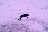 Snow Play
