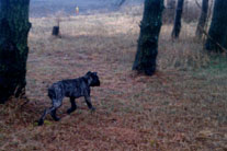Patrolling The Perimeter