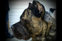 Proud Profile