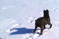 Snow Shadow